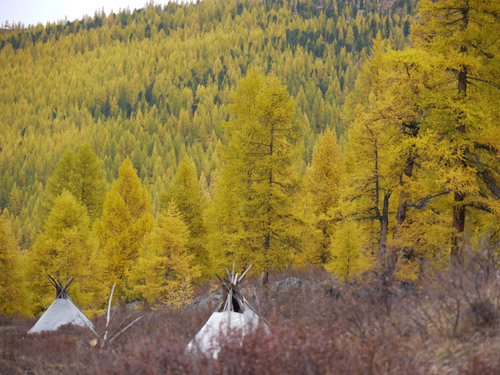 Image result for mongolia taiga